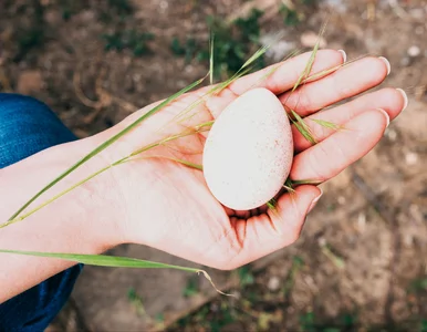 Miniatura: Pokrusz, dodaj octu i podlej rośliny....