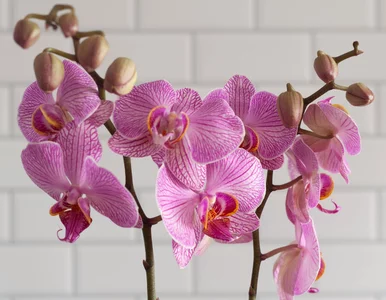 Miniatura: Podlewaj storczyki w ten sposób, a...