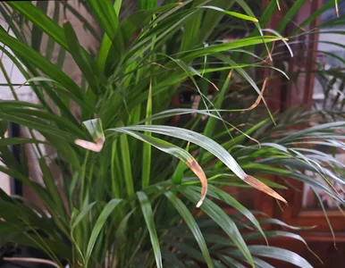 Miniatura: Palma areka już ma suche końcówki, a...