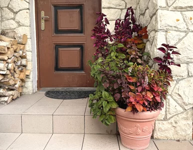 Miniatura: Nie popełniaj tego błędu! Koleusy trzeba...