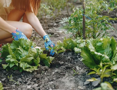 Miniatura: Nie trać lata! Co siać i sadzić pod koniec...