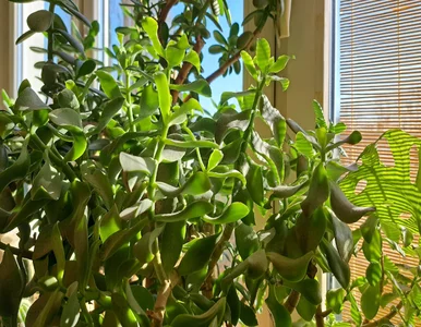 Miniatura: Grubosz masowo zrzuca liście? Wlej to raz...