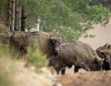 Miniatura: Żubry do eutanazji. Wykryto u nich...