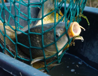 Miniatura: Aura nie była łaskawa dla karpia. Hodowcy...