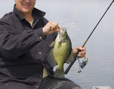 Miniatura: Złowił rybę, padł nowy rekord. W...