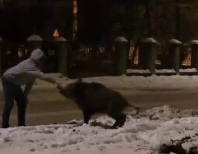 Miniatura: Mężczyzna próbował pogłaskać dzika....