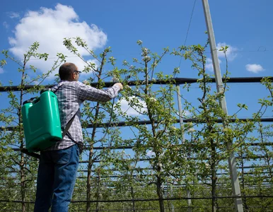 Miniatura: Połączysz te dwa opryski? Lepiej sprawdź,...