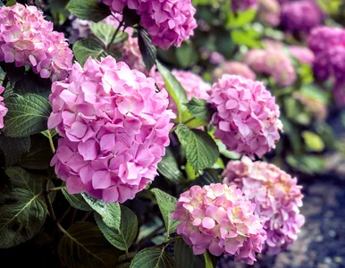 Miniatura: Pokrój i zakop pod hortensją już w marcu....