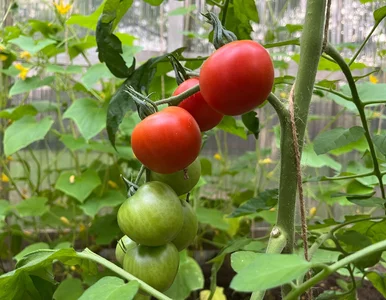 Miniatura: Ten składnik w dołku zmienia wszystko....