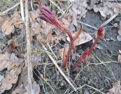 Miniatura: Takich piwonii jeszcze nie mieliście....