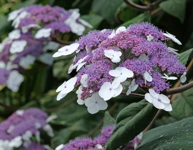 Miniatura: Nowa hortensja podbija polskie ogrody!...