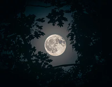 Miniatura: Pełnia księżyca skraca sen? Mit ma ziarno...