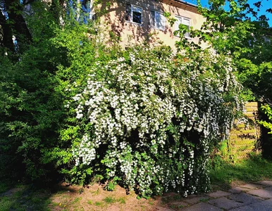 Miniatura: Jesienne dekoracje ogrodu? Postaw na...