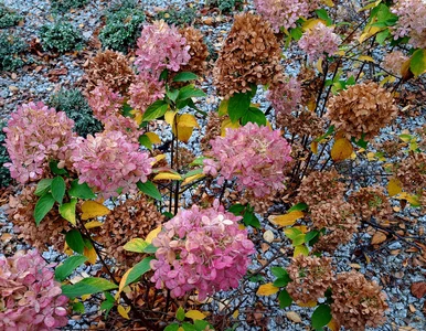 Miniatura: Zrób to z hortensjami w październiku....