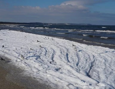 Miniatura: Nadmorski kurort hitem ferii zimowych....