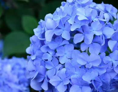 Miniatura: Marzysz o niebieskich hortensjach? Zakop...