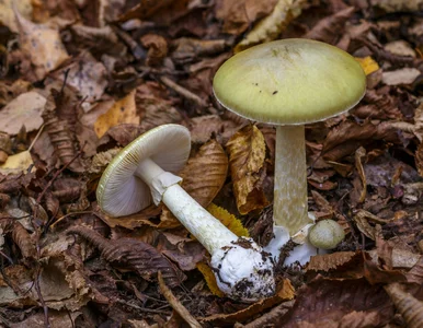 Miniatura: Śmiertelnie trujące grzyby rosły przed...