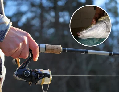 Miniatura: Złowili ogromną rybę. W środowisku...