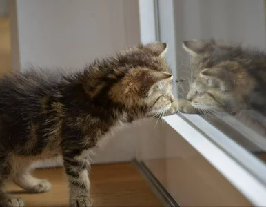 Miniatura: Czy koty nienawidzą zamkniętych drzwi?...