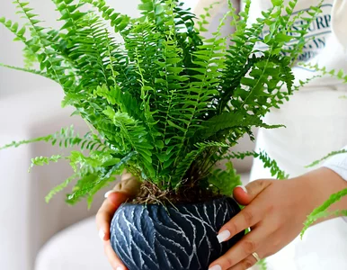 Miniatura: Zamiast do zlewu – do doniczki. Nowe...