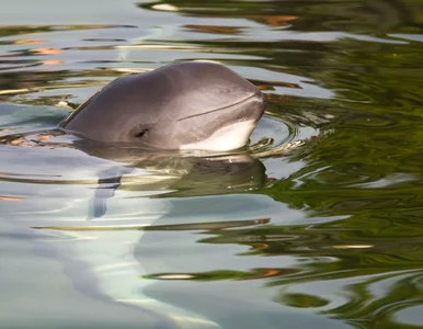 Miniatura: Morświn na krawędzi zagłady. Może go...