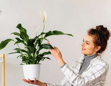 Miniatura: Pąk za pąkiem u skrzydłokwiatu. Jeden...