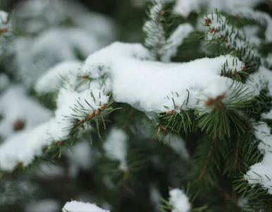 Miniatura: Kiedy spadnie śnieg? Eksperci wskazali...