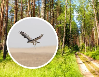 Miniatura: Jeden ptak, a tyle szczęścia. To pierwszy...