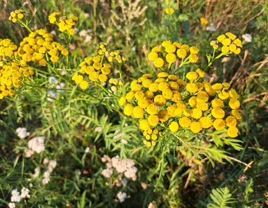 Miniatura: Jak uśmiercić mszyce i przędziorki,...