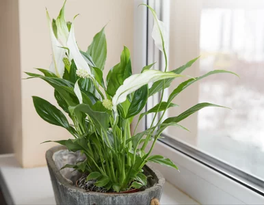 Miniatura: Rozpuść jedną łyżkę tego w szklance, dolej...