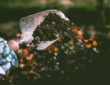 Miniatura: Jesienią dodaj do gleby 6 składników, by...