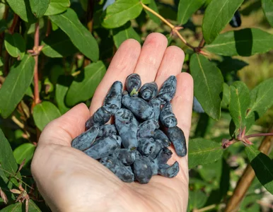 Miniatura: Znasz ten zapomniany owoc? Ekspertka mówi...