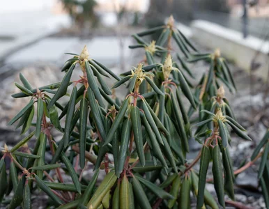 Miniatura: Pozwijane w ruloniki liście rododendronu....