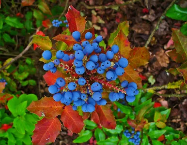 Miniatura: Lepszy niż tuja! Ten krzew zachwyca...