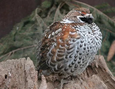 Miniatura: Kiepska wiadomość dla myśliwych. 5...